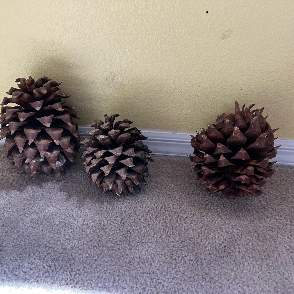 Decorative Ponderosa Pine Cones